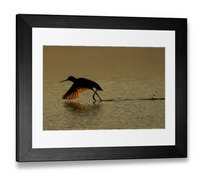 Framed Print : Spotted redshank (Tringa erythropus) Framed Print : Spotted redshank (Tringa erythropus)