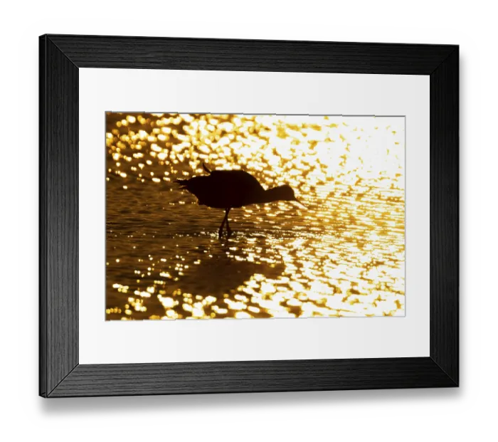 Framed Print : Pied avocet (Recurvirostra avosetta) silhouette of an adult wader bird in water of a shallow lagoon in summer at sunset Framed Print : Pied avocet (Recurvirostra avosetta) silhouette of an adult wader bird in water of a shallow lagoon in summer at sunset