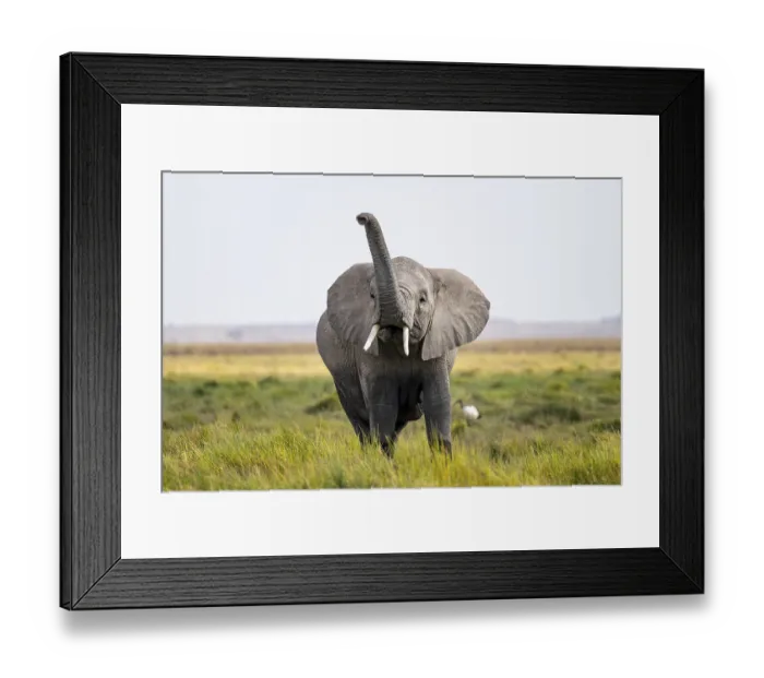 Framed Print : African elephant (Loxodonta africana)