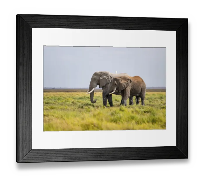 Framed Print : Two African elephants (Loxodonta africana) Framed Print : Two African elephants (Loxodonta africana)