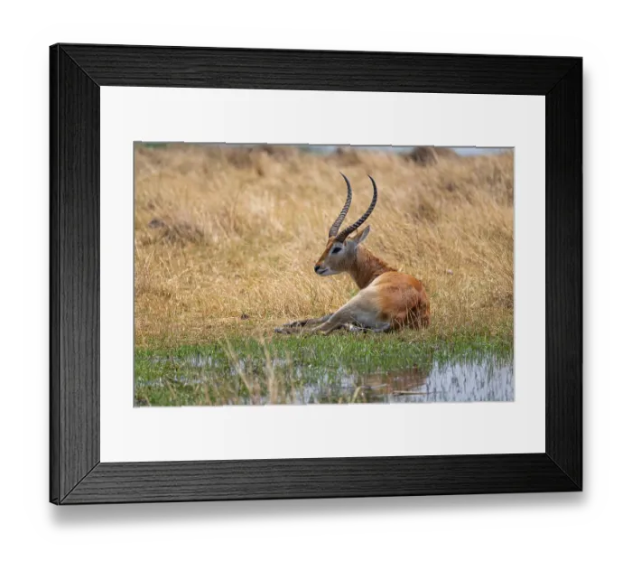 Framed Print : Letschwe or litchi bog antelope (Kobus leche) Framed Print : Letschwe or litchi bog antelope (Kobus leche)