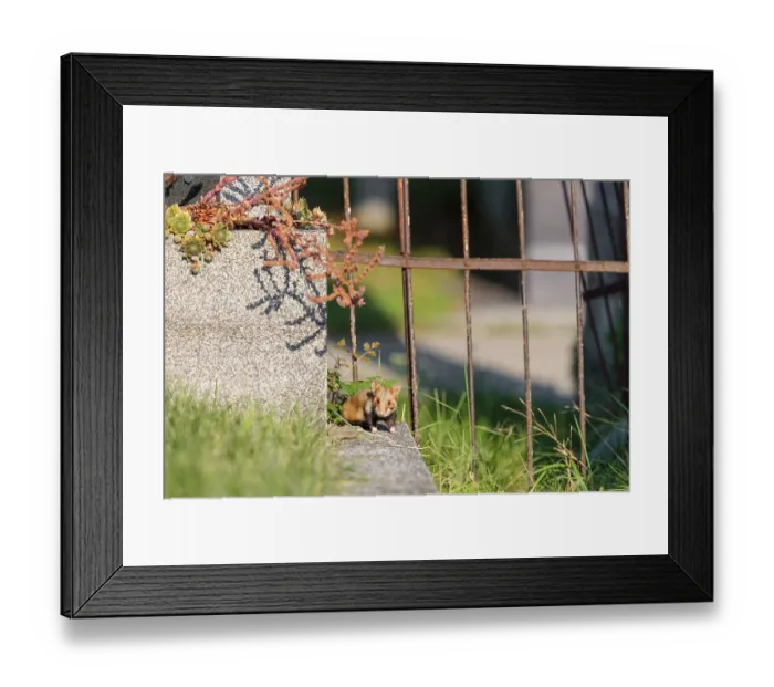 Framed Print : A European hamster (Cricetus cricetus) runs across graves in search for food