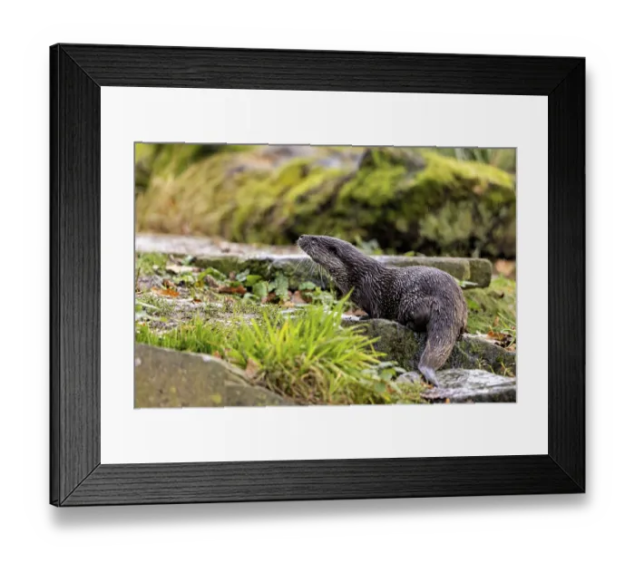 Framed Print : An otter climbs a moss-covered slope surrounded by stones and greenery Framed Print : An otter climbs a moss-covered slope surrounded by stones and greenery