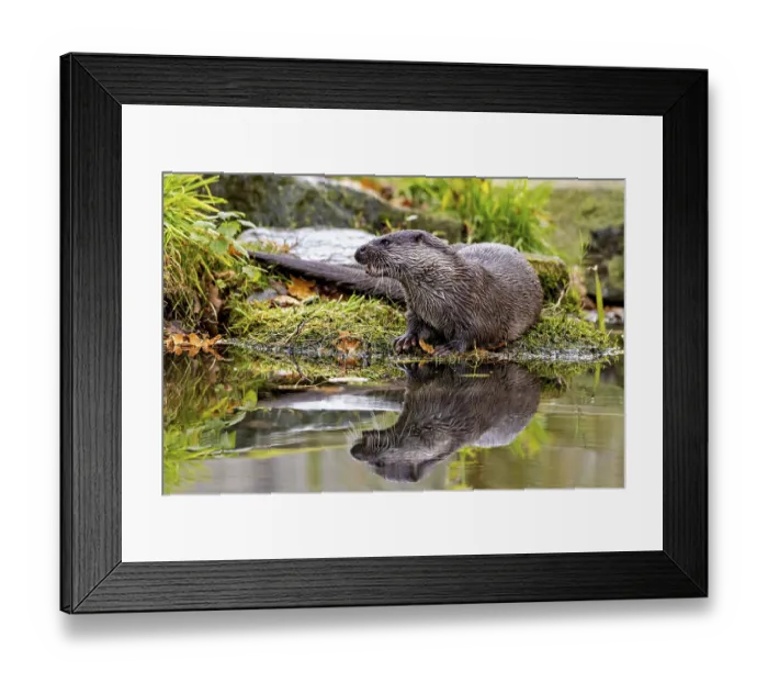 Framed Print : Otter sits attentively on the shore