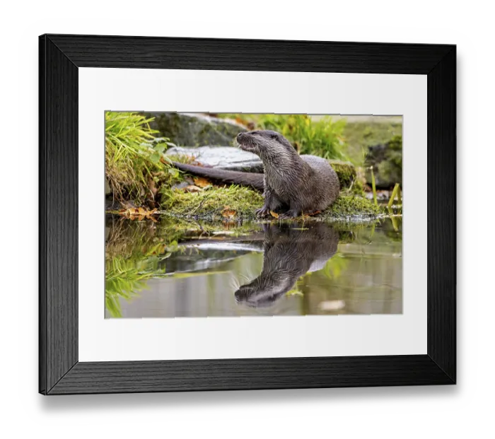 Framed Print : Otter sits attentively at the water's edge Framed Print : Otter sits attentively at the water's edge