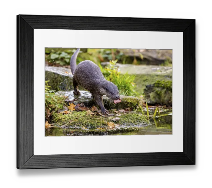 Framed Print : An otter on the shore with autumn leaves surrounded by mossy surroundings
