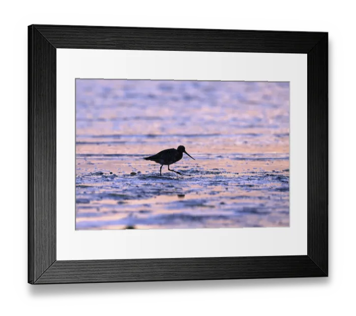Framed Print : Pod-tailed woodcock (Limosa lapponica) in backlight on the beach