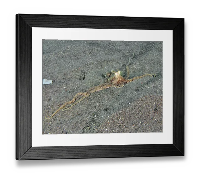 Framed Print : A marbled octopus (Amphioctopus aegina) spreads on sandy seabed