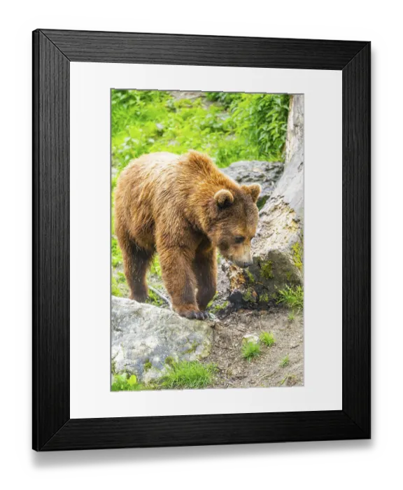 Framed Print : Eurasian brown bear (Ursus arctos arctos) in a forest