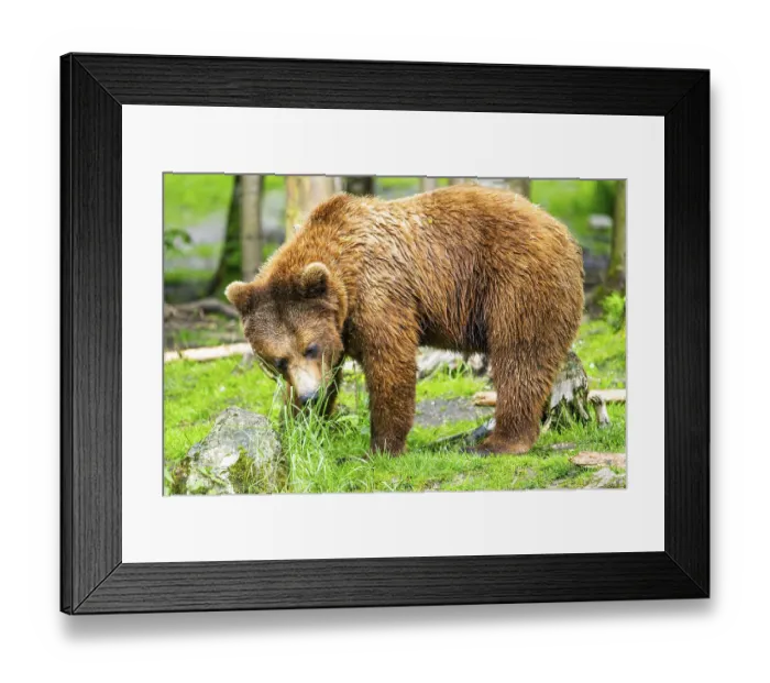 Framed Print : Eurasian brown bear (Ursus arctos arctos) in a forest Framed Print : Eurasian brown bear (Ursus arctos arctos) in a forest