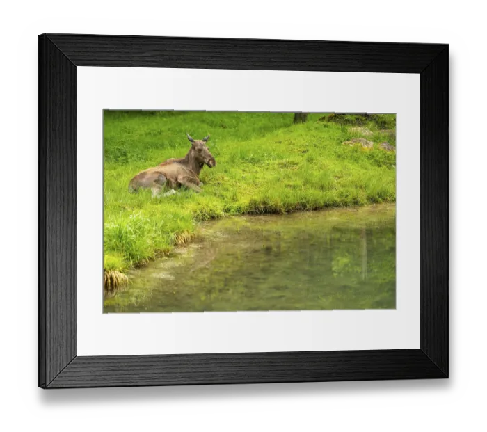 Framed Print : Eurasian elk (Alces alces) lying next to a little lake Framed Print : Eurasian elk (Alces alces) lying next to a little lake