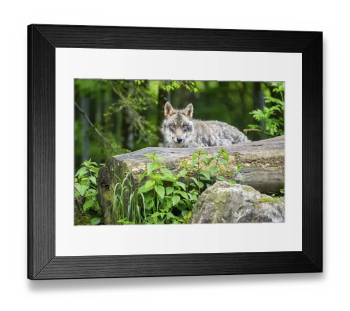 Framed Print : Eurasian wolf (Canis lupus lupus) in a forest