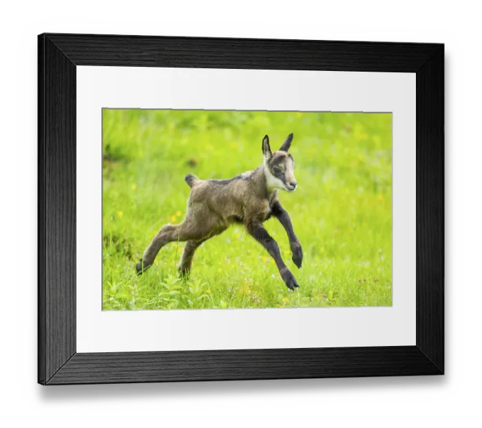 Framed Print : Chamois (Rupicapra rupicapra) youngster (fawn) running over a meadow
