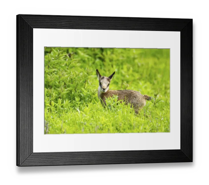Framed Print : Chamois (Rupicapra rupicapra) youngster (fawn) standing on a meadow Framed Print : Chamois (Rupicapra rupicapra) youngster (fawn) standing on a meadow