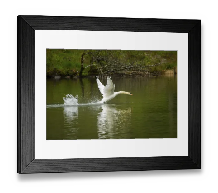 Framed Print : Mute swan (Cygnus olor) starts flying from a lake