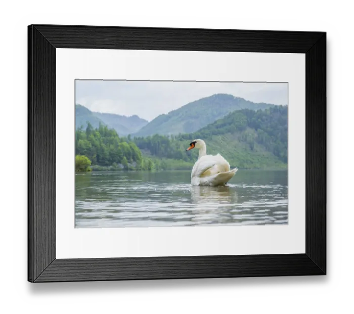 Framed Print : Mute swan (Cygnus olor) swimming on a lake Framed Print : Mute swan (Cygnus olor) swimming on a lake