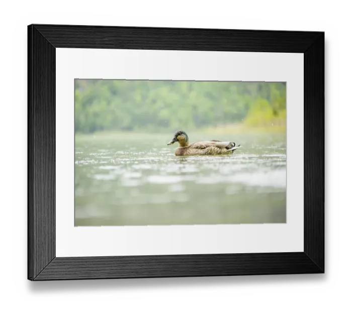 Framed Print : Wild duck (Anas platyrhynchos) male swimming in a lake