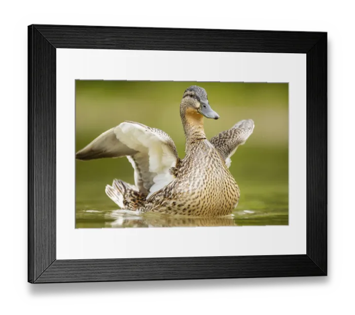 Framed Print : Wild duck (Anas platyrhynchos) female swimming in a lake
