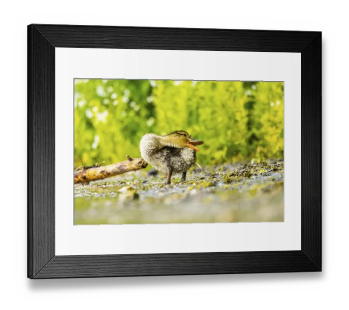 Framed Print : Wild duck (Anas platyrhynchos) chick standing at the schore of a little lake