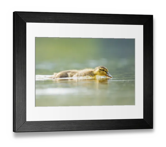 Framed Print : Wild duck (Anas platyrhynchos) chick swimming on a lake Framed Print : Wild duck (Anas platyrhynchos) chick swimming on a lake