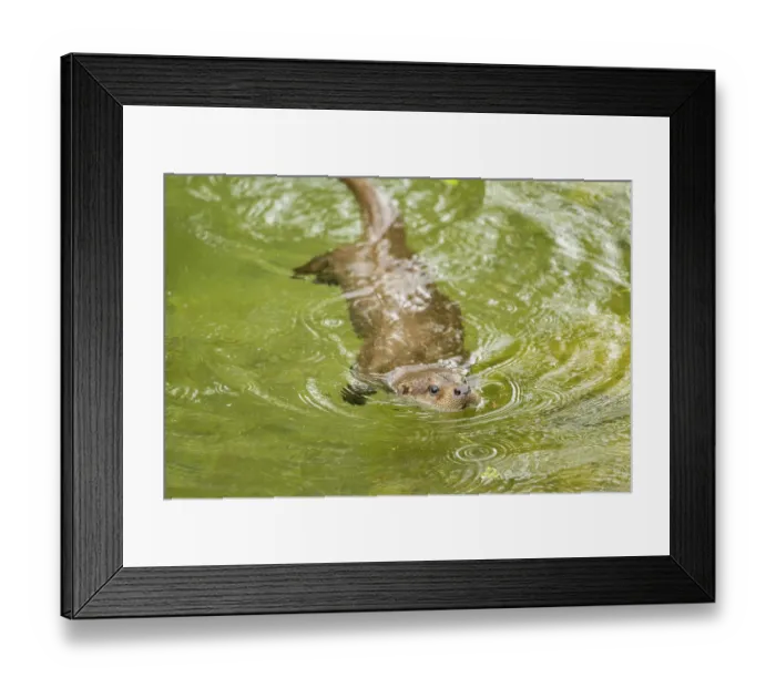 Framed Print : Eurasian otter (Lutra lutra) swimming in a lake Framed Print : Eurasian otter (Lutra lutra) swimming in a lake