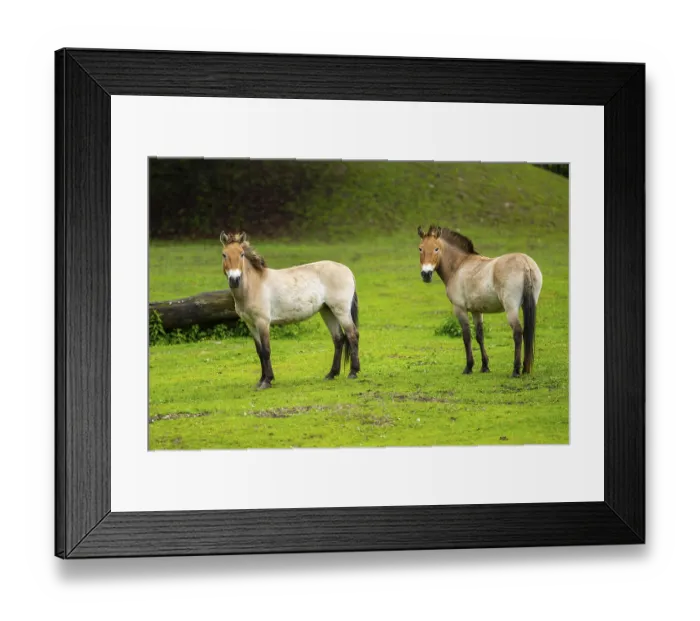 Framed Print : Przewalski's horse (Equus ferus przewalskii) standing on a meadow Framed Print : Przewalski's horse (Equus ferus przewalskii) standing on a meadow