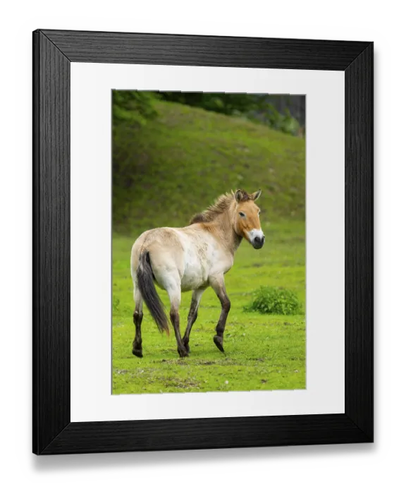 Framed Print : Przewalski's horse (Equus ferus przewalskii) standing on a meadow