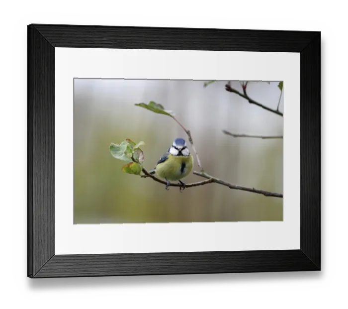 Framed Print : Blue tit (Cyanistes caeruleus) Framed Print : Blue tit (Cyanistes caeruleus)