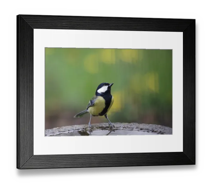 Framed Print : Great tit (Parus major), male, colorful