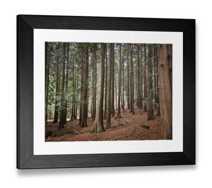 Framed Print : Dense collection of tall conifers in a quiet Framed Print : Dense collection of tall conifers in a quiet