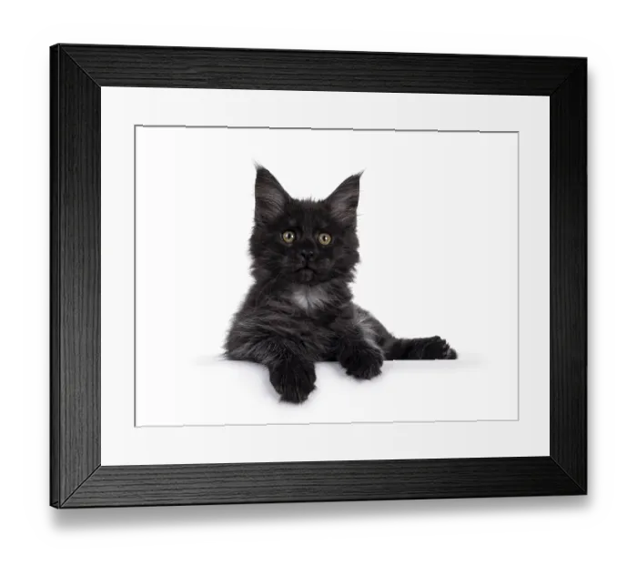 Framed Print : Majestic black smoke Maine Coon kitten