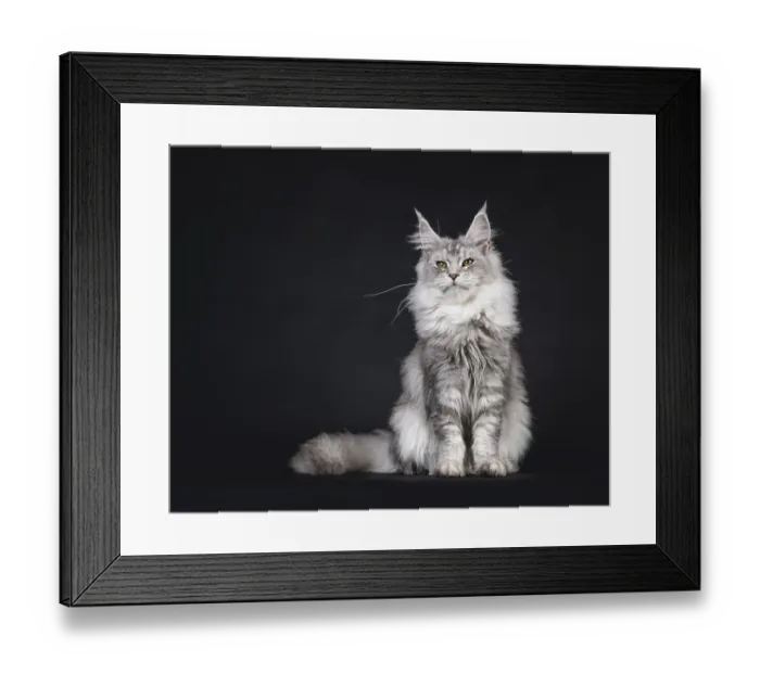 Framed Print : Impressive silver Maine Coon cat Framed Print : Impressive silver Maine Coon cat