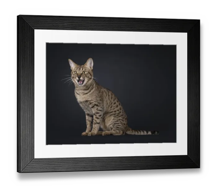 Framed Print : Funny picture of cool Savannah cat