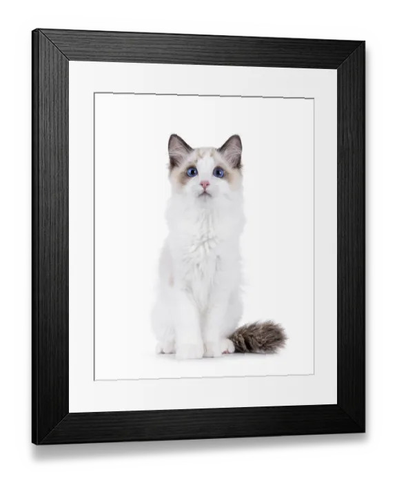 Framed Print : Adorable Ragdoll cat kitten sitting up facing front