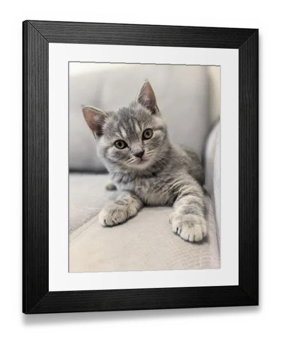 Framed Print : Adorable gray tabby kitten lounging comfortably on a sofa