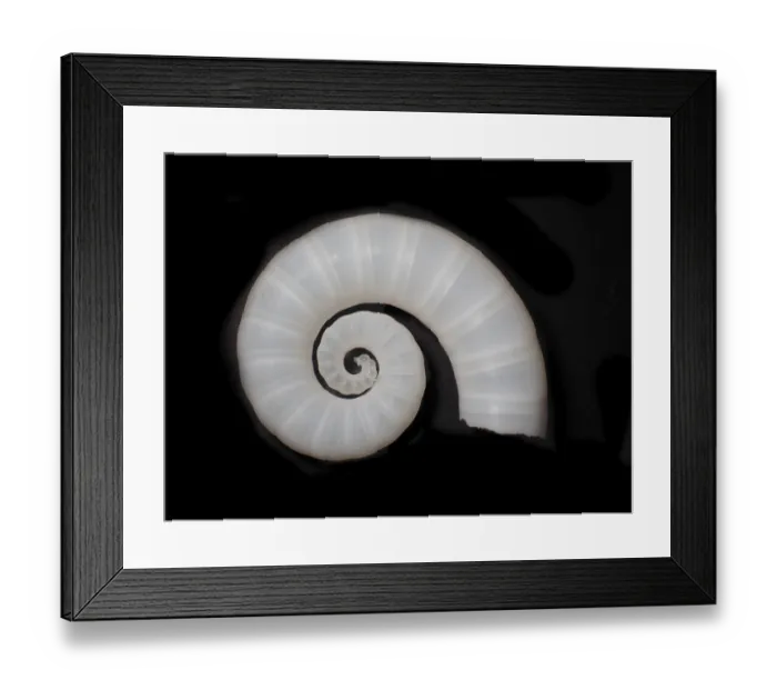 Framed Print : Posthorn squid (Spirula spirula)
