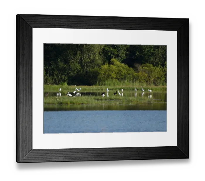 Framed Print : Black storks (Ciconia nigra) and great egret (Ardea alba) in the shallow water zone of a pond