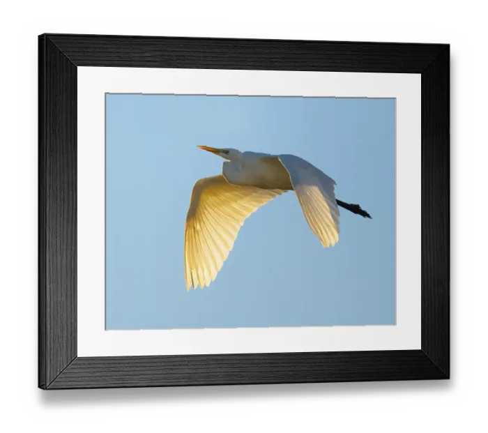 Framed Print : Great egret (Ardea alba) in flight