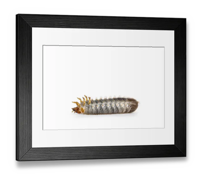 Framed Print : Larva or grub from Congo Rose chafer aka achnoda marginata peregrina Framed Print : Larva or grub from Congo Rose chafer aka achnoda marginata peregrina