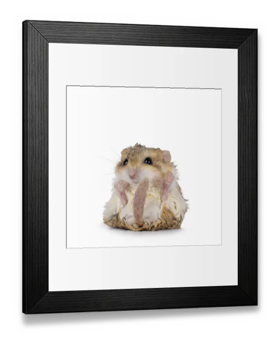 Framed Print : Funny Fat tailed gerbil aka Pachyuromys duprasi Framed Print : Funny Fat tailed gerbil aka Pachyuromys duprasi