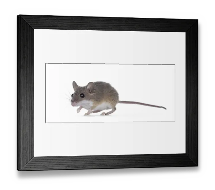 Framed Print : African pygmy mouse aka Mus minutoides and smallest rodent in the world Framed Print : African pygmy mouse aka Mus minutoides and smallest rodent in the world