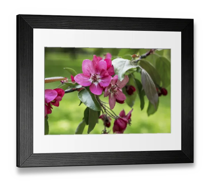 Framed Print : Pink apple tree flowers on a branch in spring