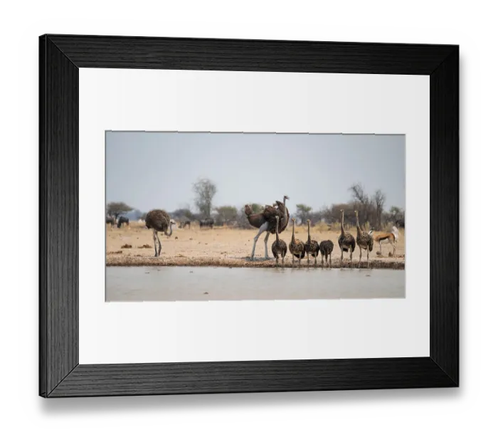 Framed Print : African ostrich (Struthio camelus)