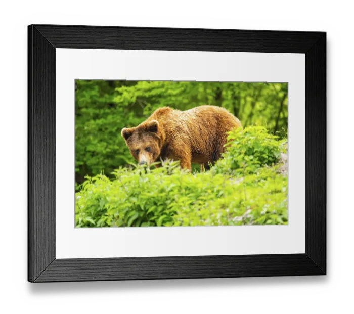 Framed Print : Eurasian brown bear (Ursus arctos arctos) in a forest Framed Print : Eurasian brown bear (Ursus arctos arctos) in a forest