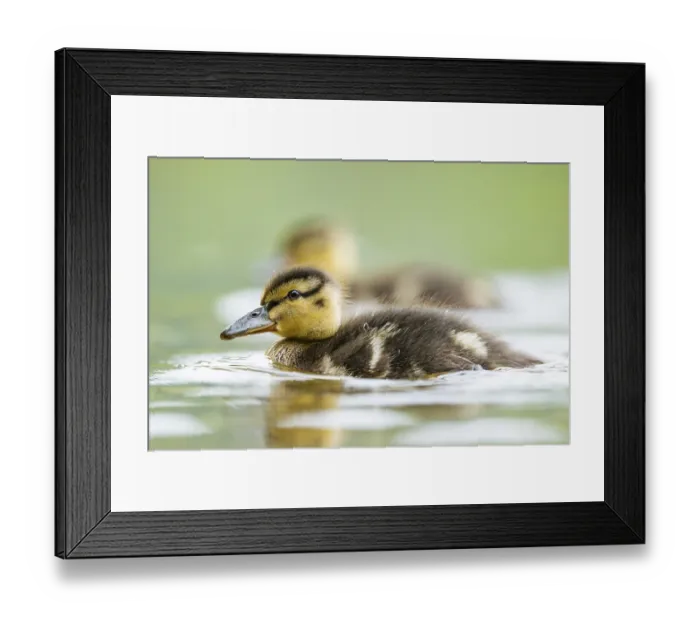 Framed Print : Wild duck (Anas platyrhynchos) chick swimming on a lake