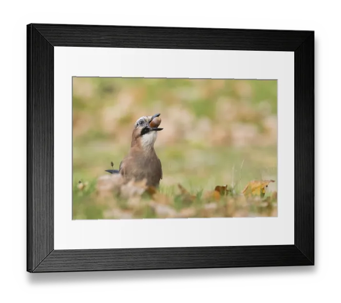 Framed Print : A jay (Garrulus glandarius) keeps an acorn in its beak and stands in an autumn meadow