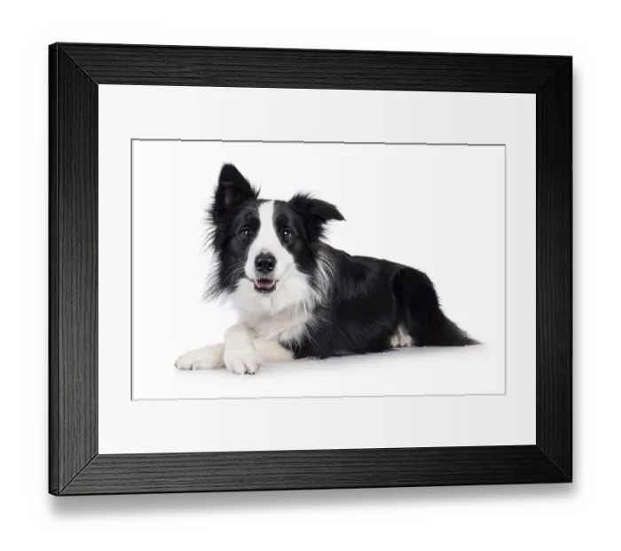 Framed Print : Adorable typical black and white young adult Border Collie dog