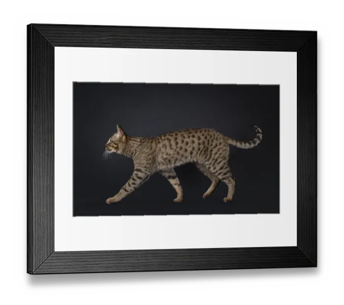 Framed Print : Elegant Savannah cat, walking side ways