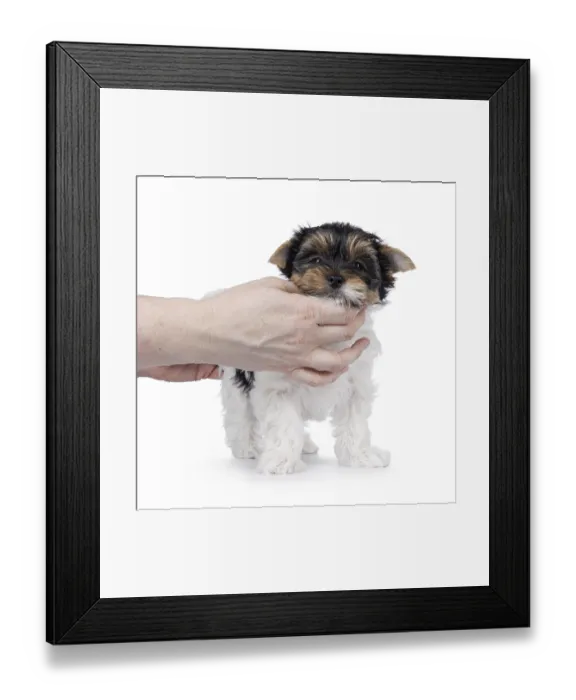 Framed Print : Adorable Biewer Terrier dog pup Framed Print : Adorable Biewer Terrier dog pup