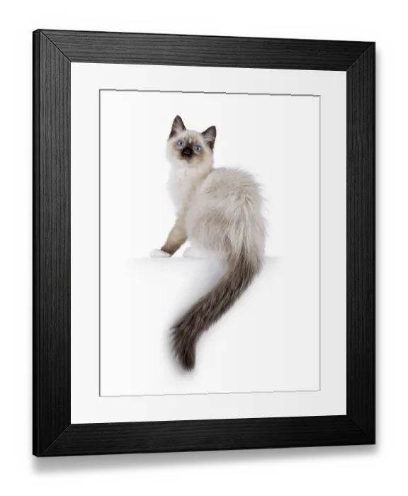 Framed Print : Cute ragdoll kitten sitting side ways on edge